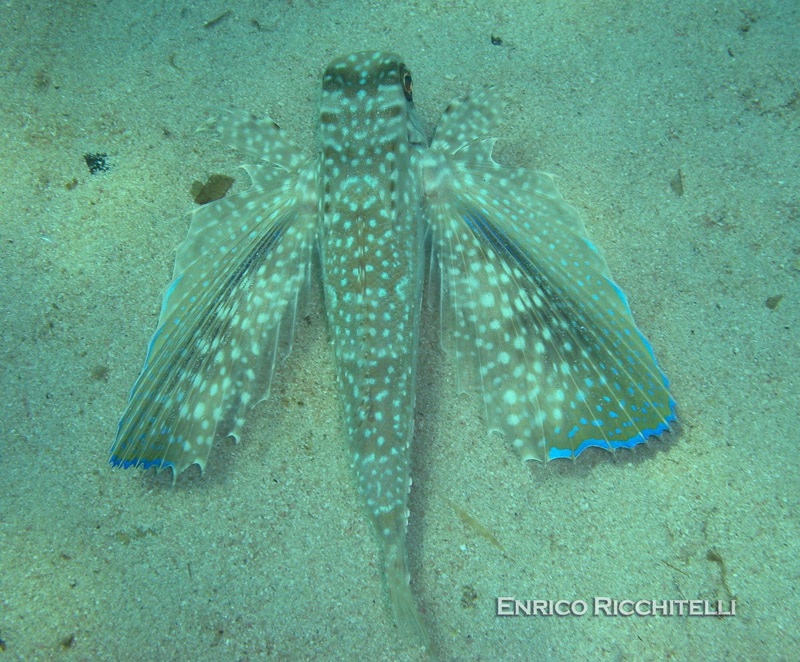 Dactylopterus volitans / pesce civetta